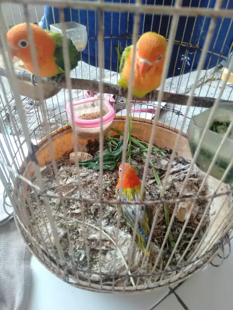 Burung Lovebird / LB Paud Murah Bandung