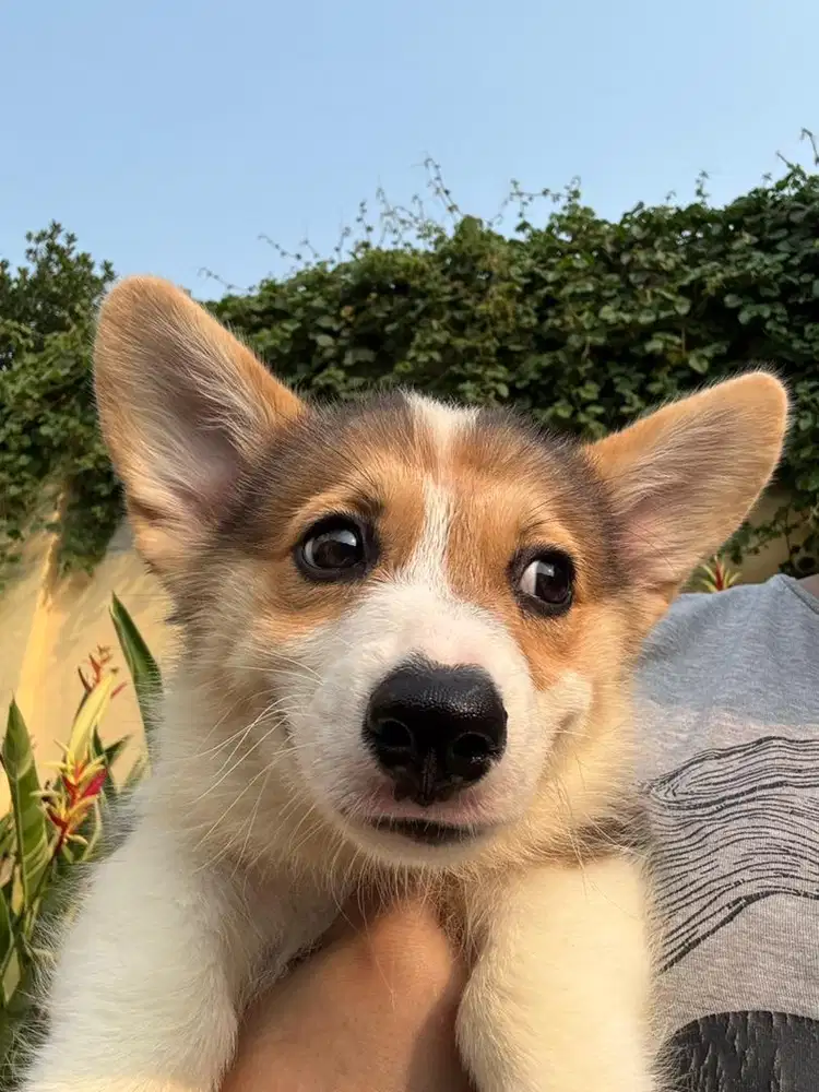 Pembroke Welsh Corgi