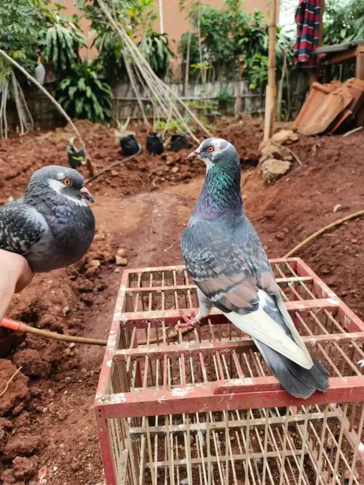 Merpati teritis betina