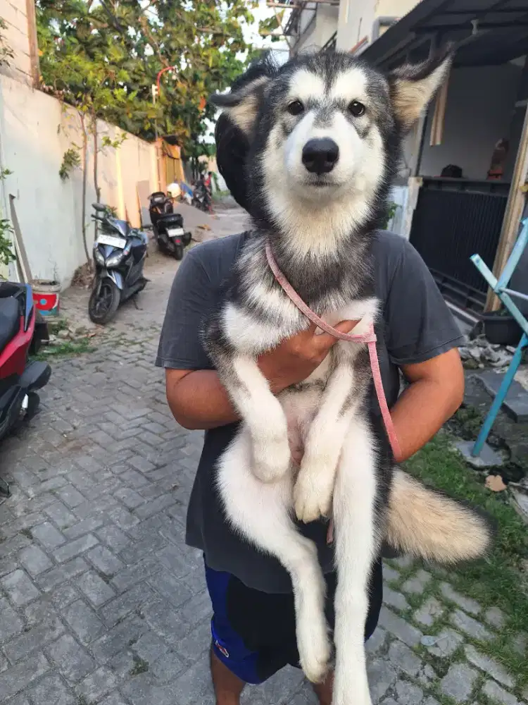 JUAL CEPAT PUPPY ALASKAN MALAMUTE