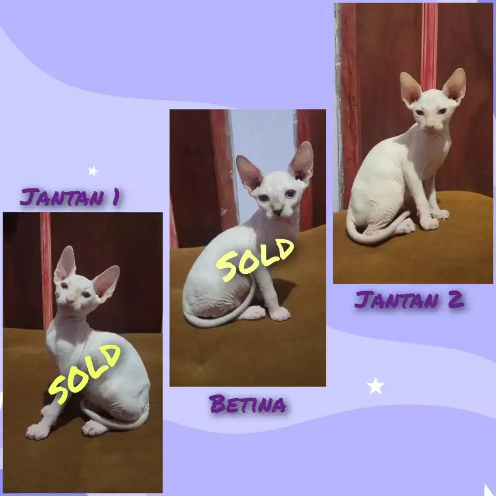 KUCING SPHYNX JANTAN