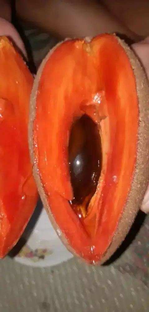 Mamey sapote indonesia