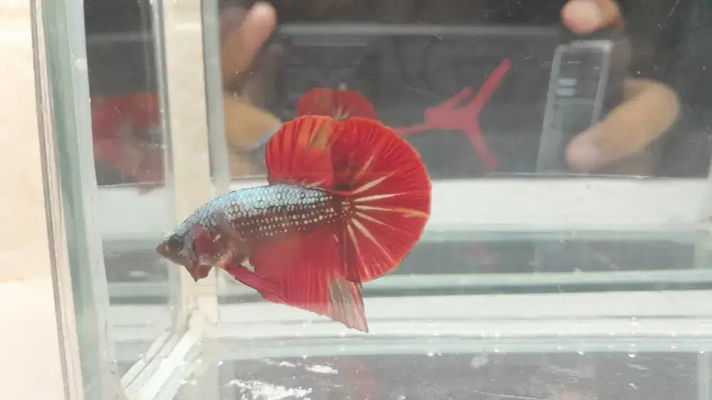 HMPK Dragon Samurai