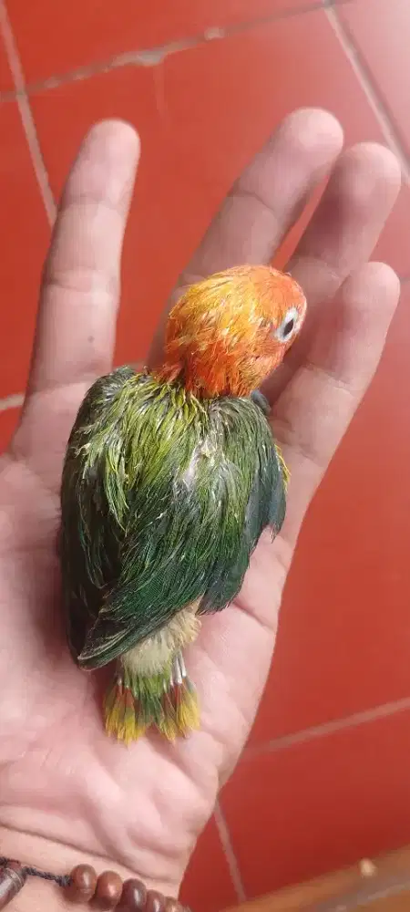 Lovebird lolohan / anakan biola