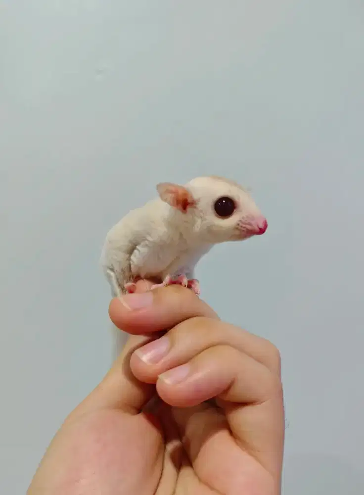 Sugar Glider Creamino Joey