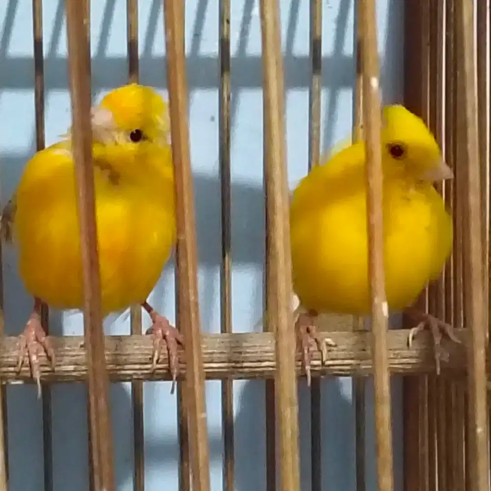 Sepasang kenari kuning