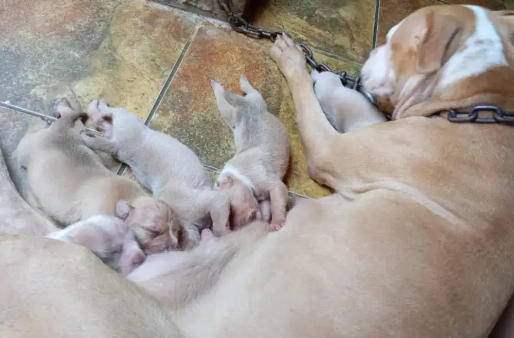 Puppies 100% pitbull bigsize