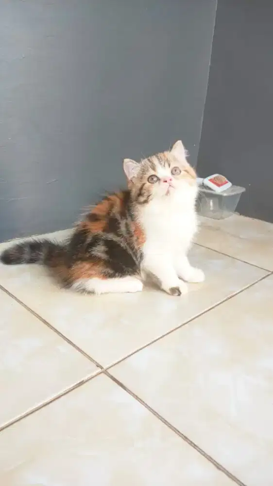 Kucing Munchkin Ns