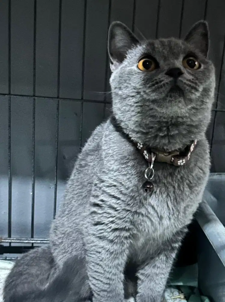 Kucing british shorthair bsh british short hair