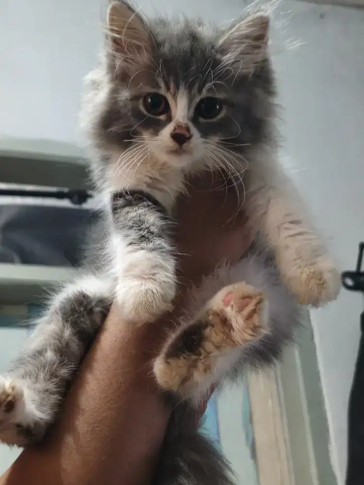 Kucing kitten persian flatnose