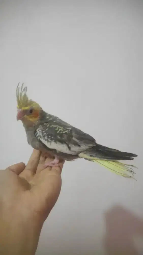 Burung parkit Australia jinak