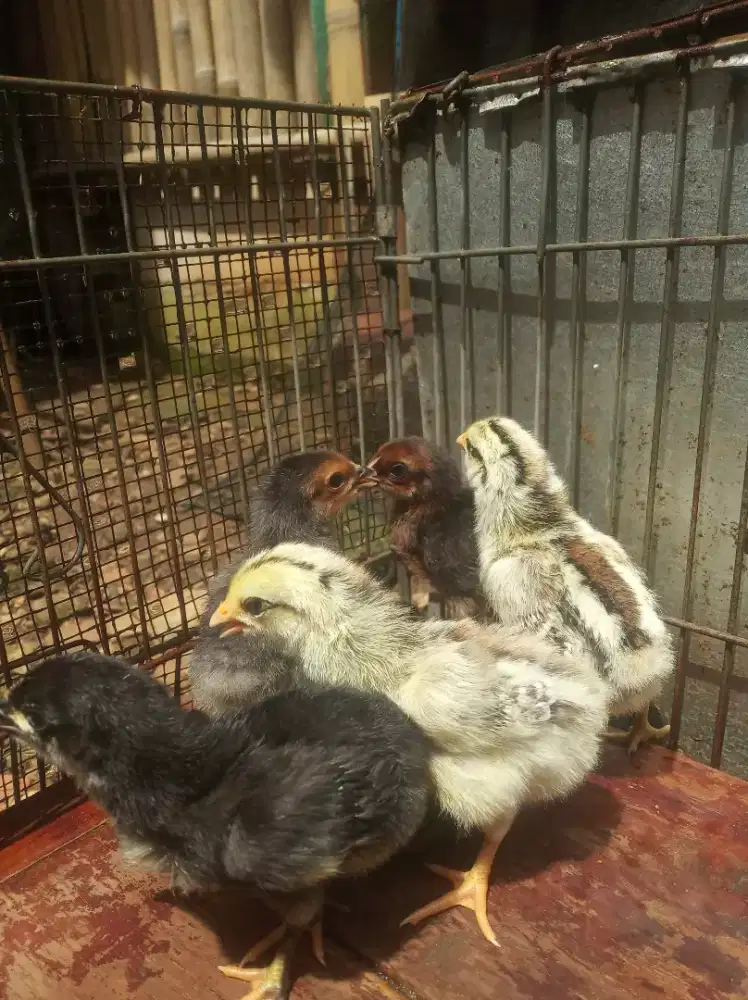 Pitikan/Doc Ayam Kampung