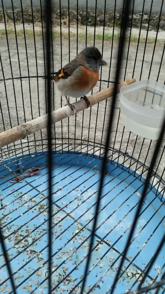 Red siskin betina