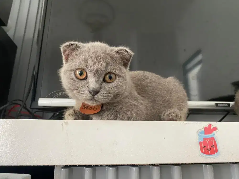 Dijual kucing British Short Hair, umur 5 bulan, cewek