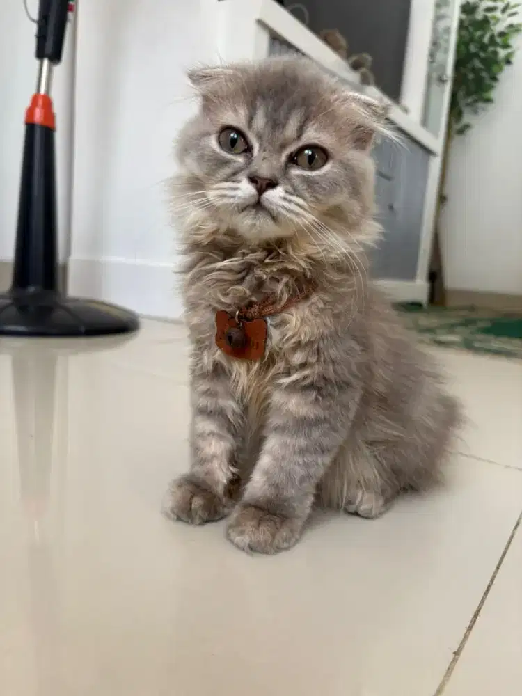 Dijual kucing British Short Hair mixed scottish, umur 5 bulan, cewek
