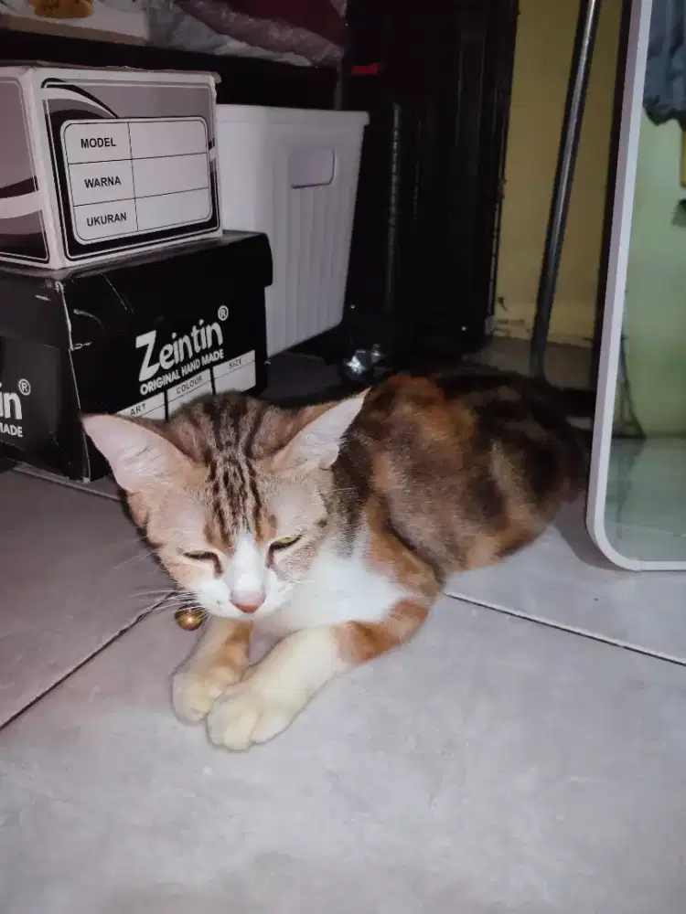 Free adopsi Kucing