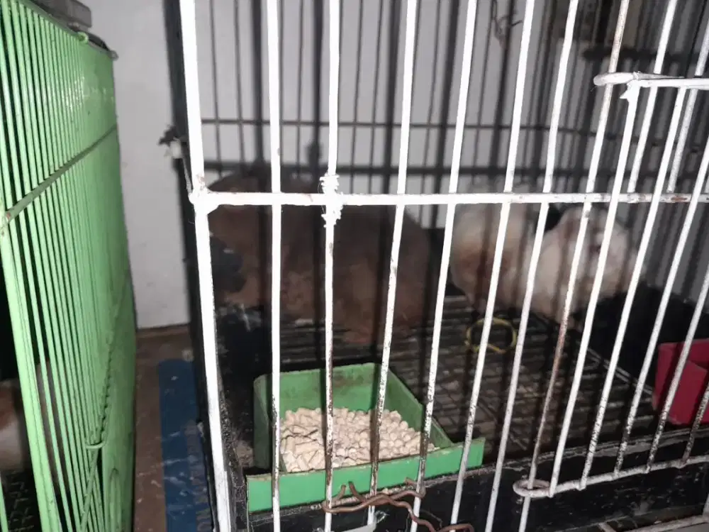 Marmut hias 10 ekor