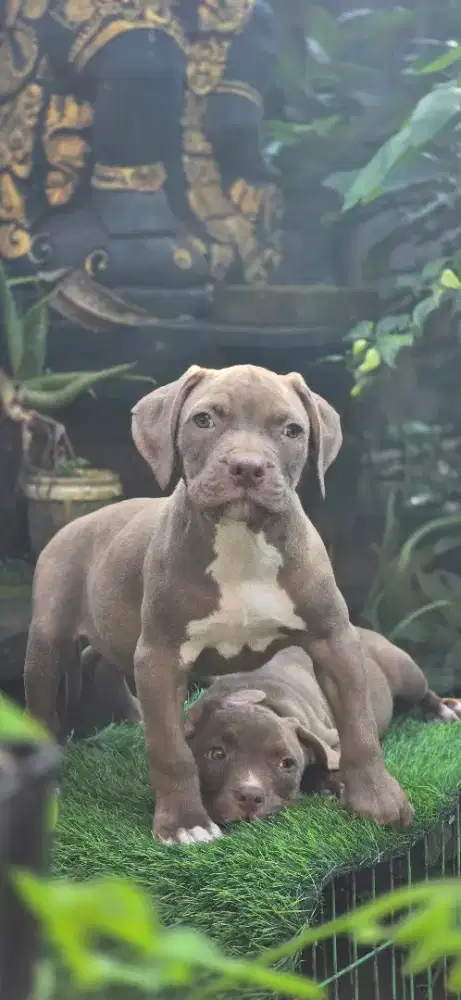 Pitbull puppy female