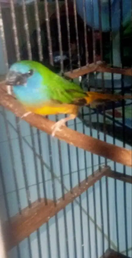 BAMBO FINCH ATAU BINGLIS PELANGI DADA KUNING