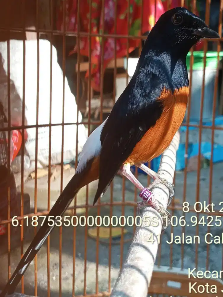 Murai batu balak 8