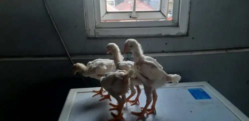 Ayam shamo asli