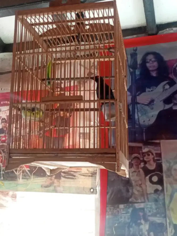 Burung camperling