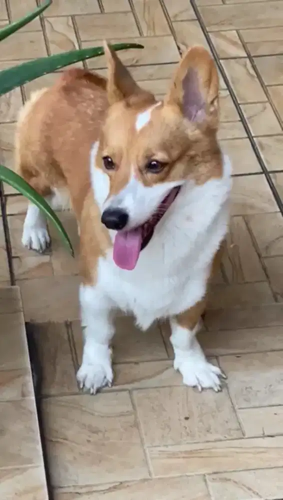 Dijual Corgi Pinter