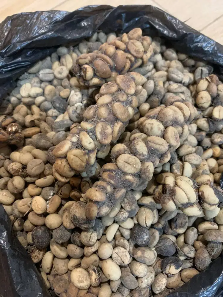 Biji Kopi Luwak Sumbawa Asli 100%