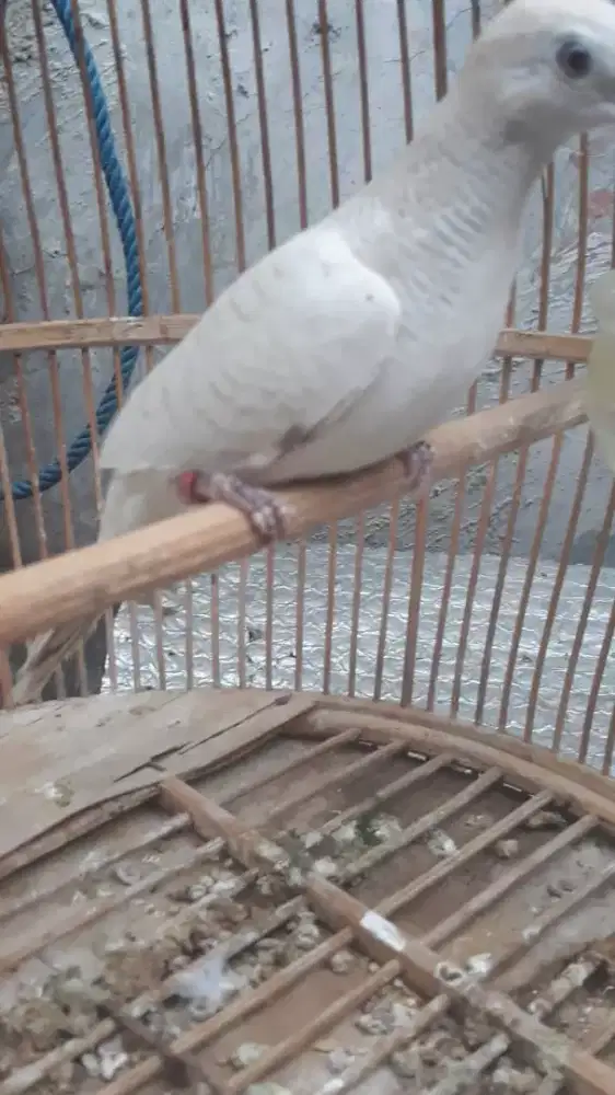 Perkutut putih dah bunyi