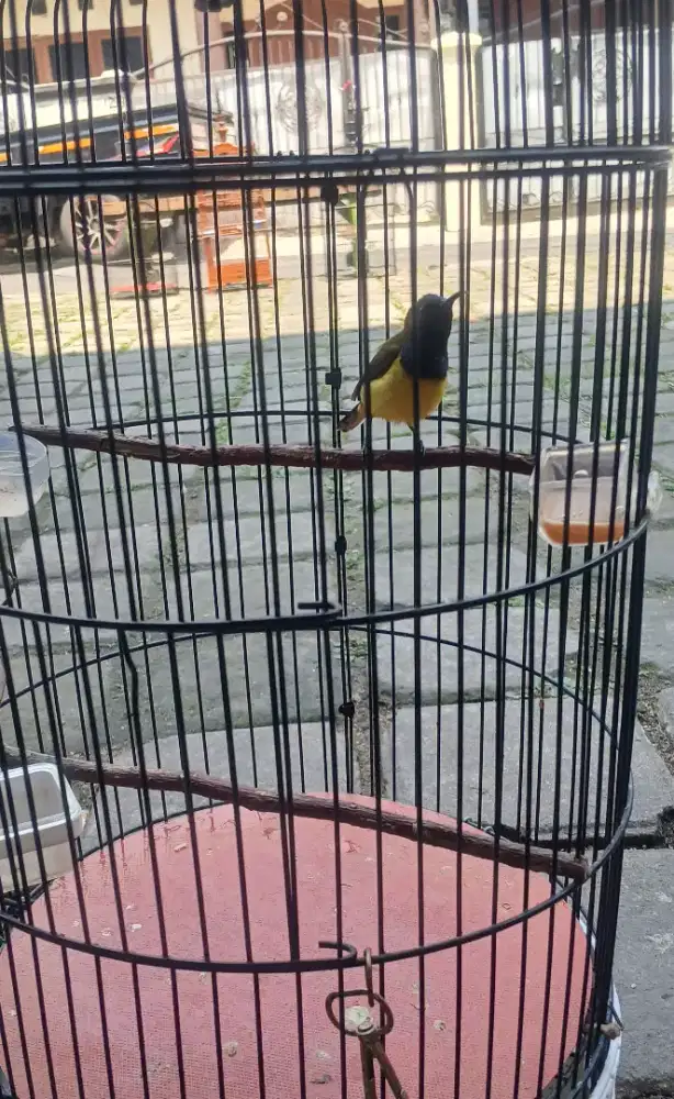 Kolibri sogon rajin bunyiii
