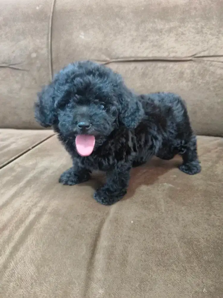 Poodle jantan asli