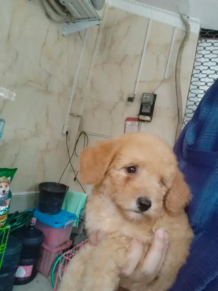 Poodle apricot asli