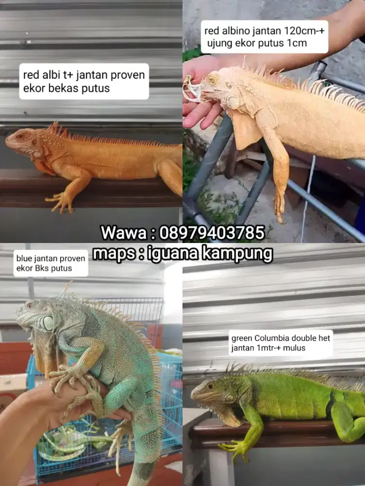 Iguana indukan blue,green, albino, red albino dan anakan albino