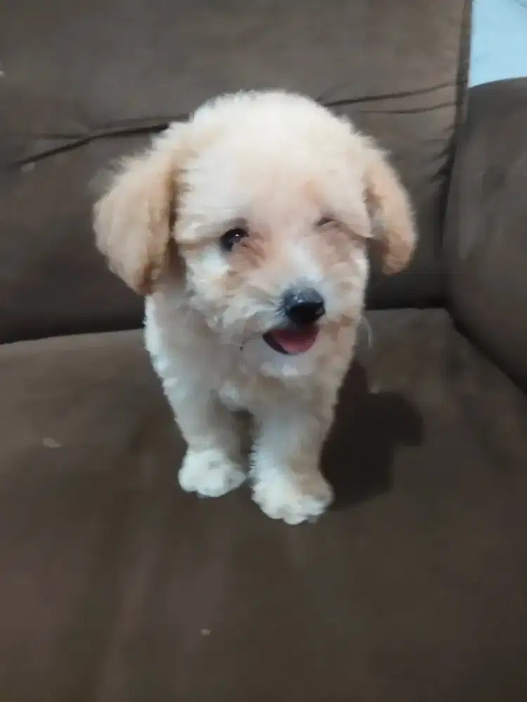 Poodle betina asli