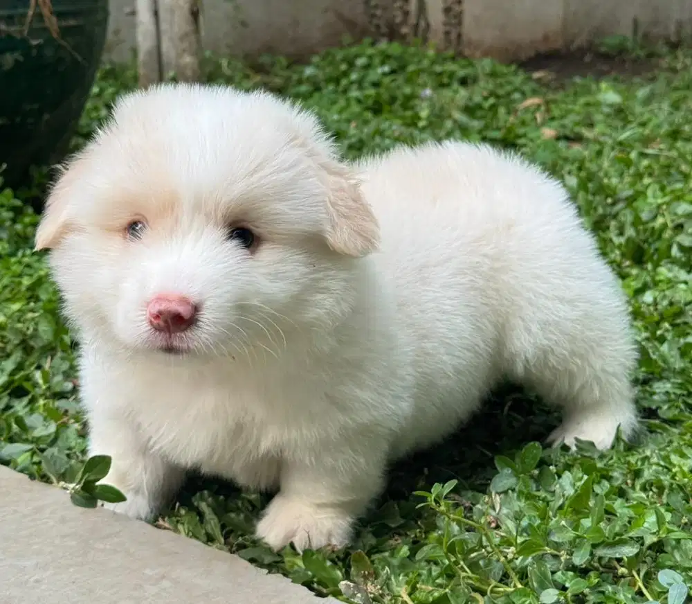 Jual anjing Corgi warna langka
