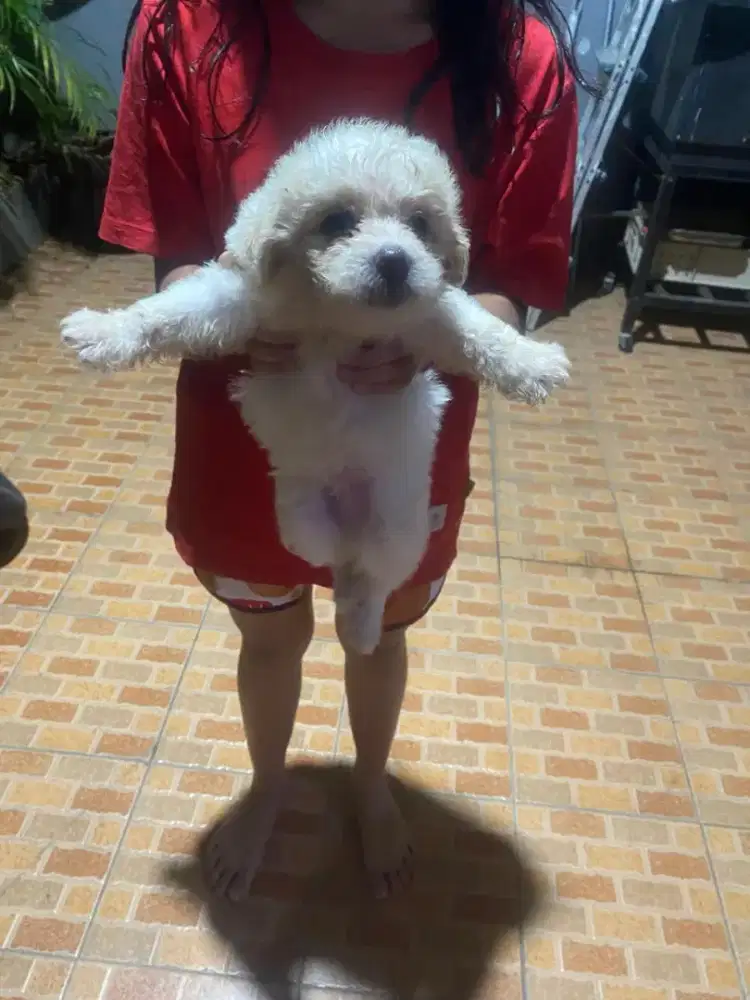 Dijual Anjing zitsu