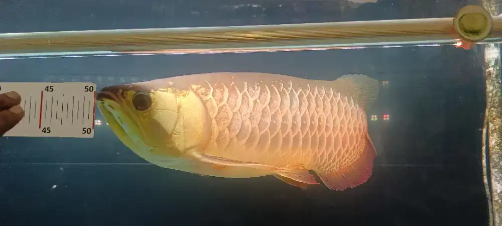 Arowana golden red jumbo
