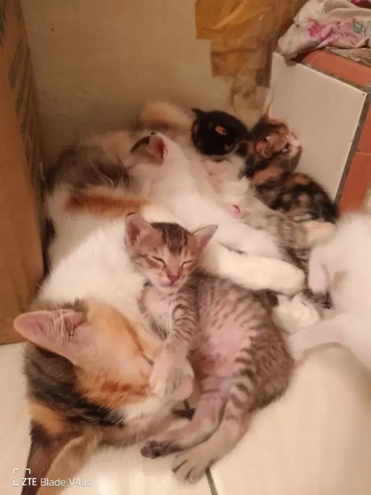 Anak kucing sehat