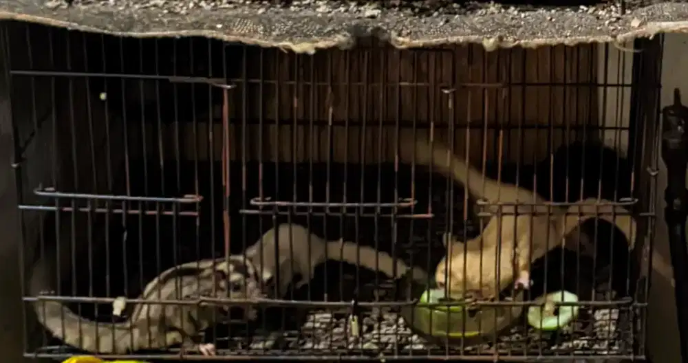 Sugar glider sekeluarga creamino