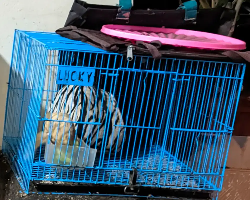 Sugar glider indukan dan anak