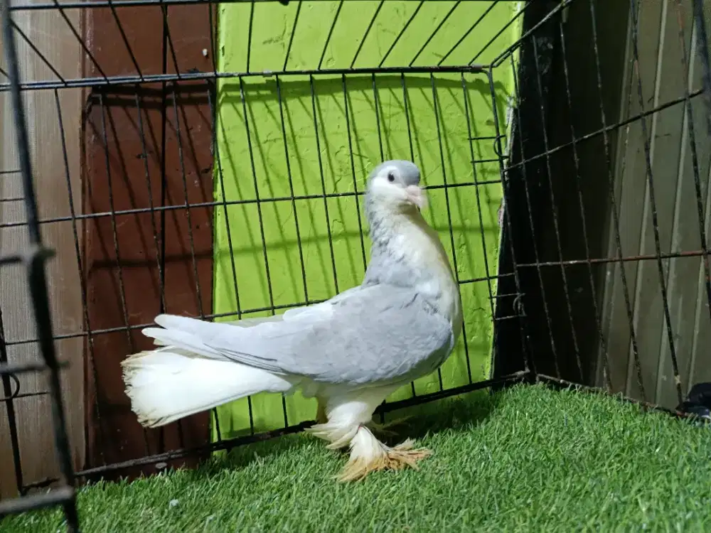 Merpati Lahore Silver Jantan
