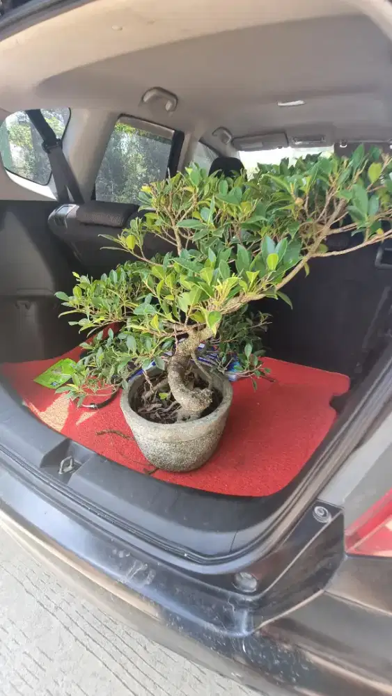 Bonsai kimeng size medium