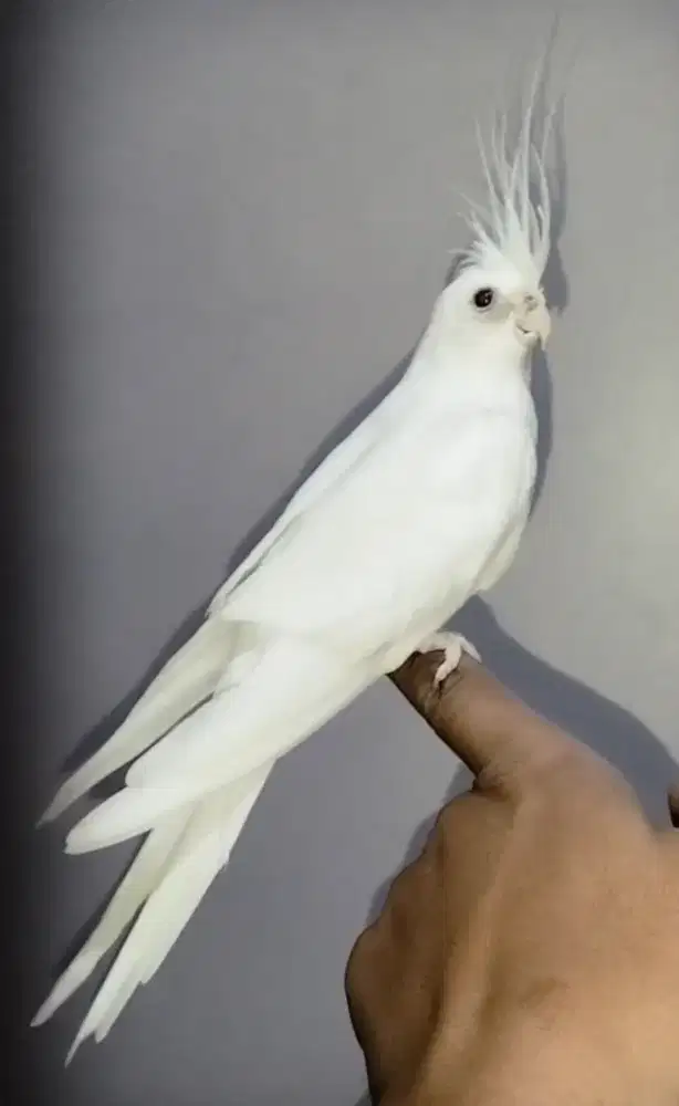 Burung Falk atau Parkit Australia Albino Jantan