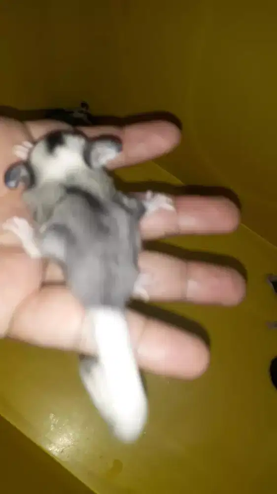 Sugar glider mozaik