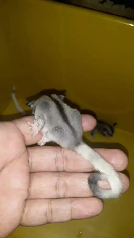 Sugar glider mozaik