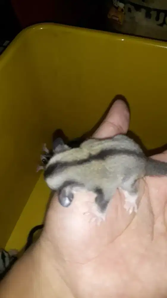 Sugar glider moza