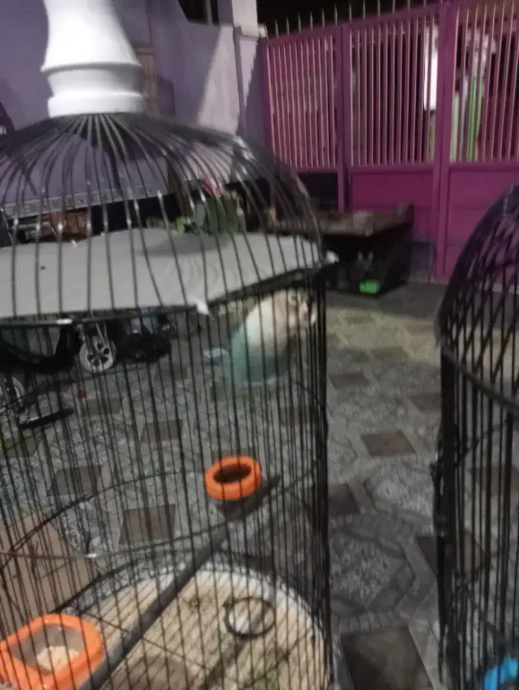 Dijual loveberd pastel biru ngekek