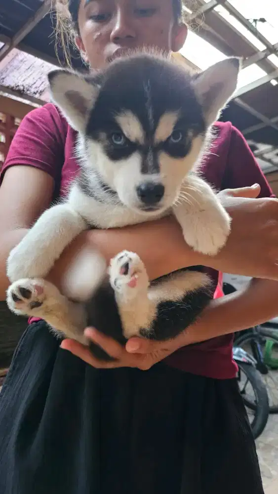 Husky siberian big bone kembar 5 No mix