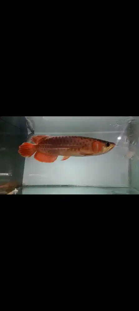 Arwana super red