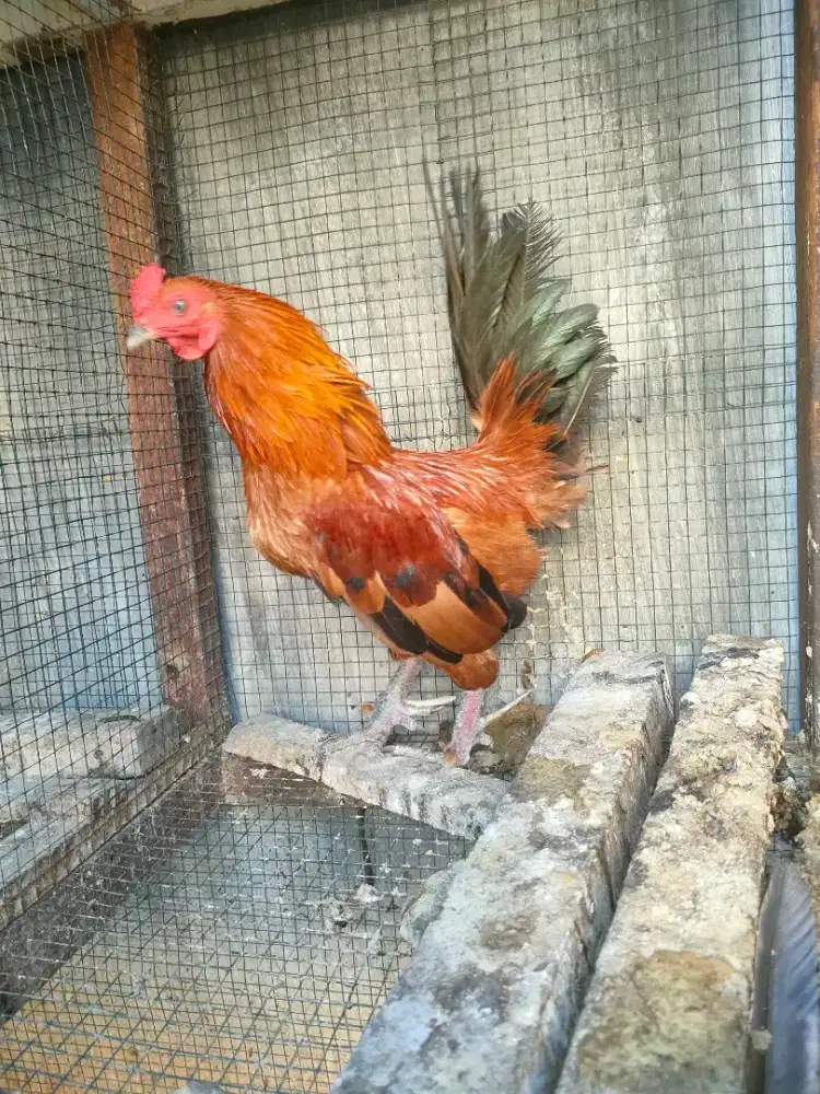 Ayam Kate jago jantan